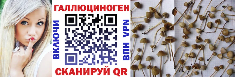 Галлюциногенные грибы Magic Shrooms  Купить  Льгов 